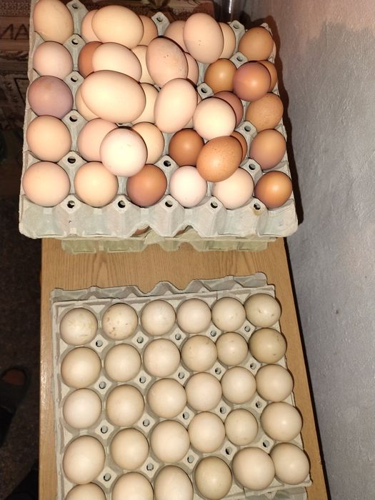 Vând oua de găină și de rață