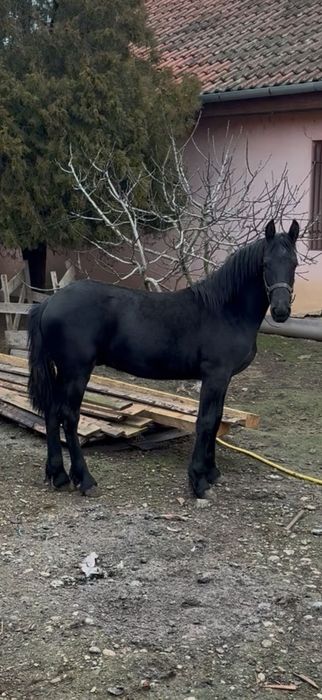 Mânz Frizian 10 luni