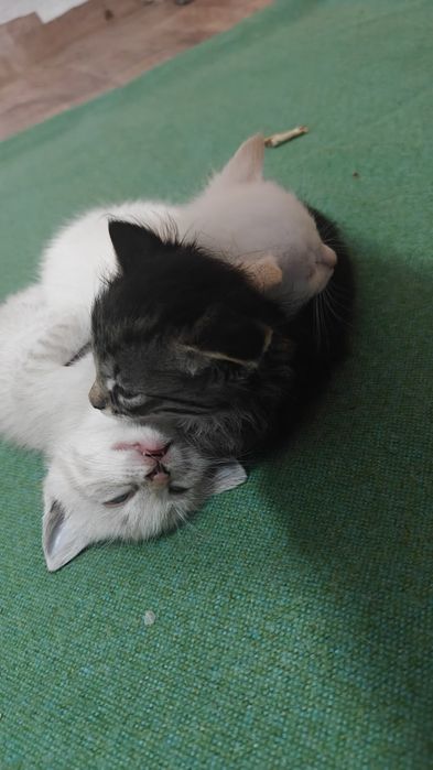 Отдам котят в добрые руки