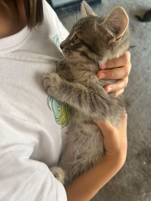 Отдам Домашних Котят В Добрые Руки