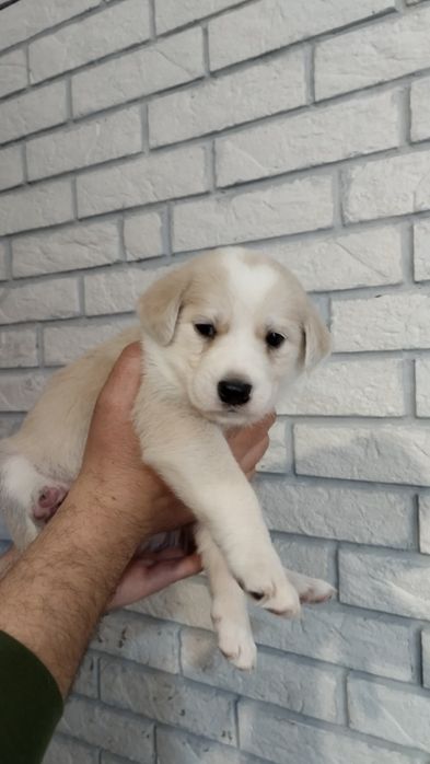 Отдам щенков в добрые руки