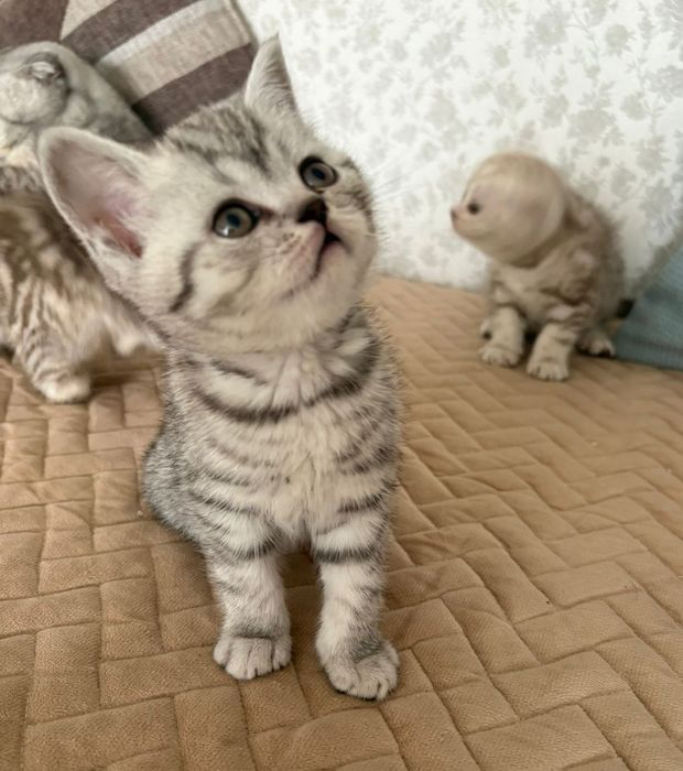 Котята шотландцы