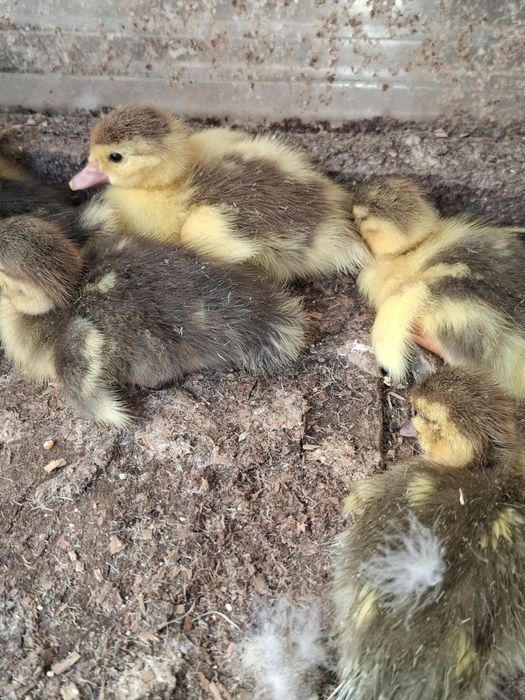 Rațe cu moț o familie  si o rața muta cu 12 rațe mici