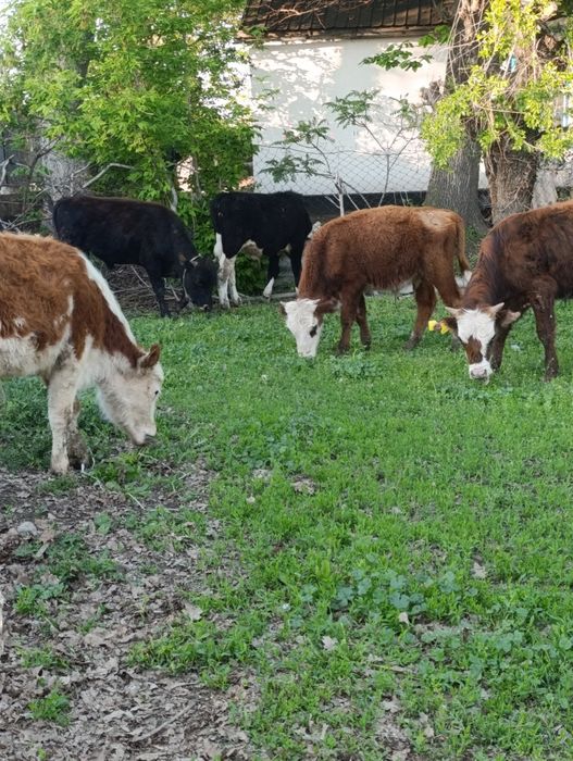 Продам бычков ..