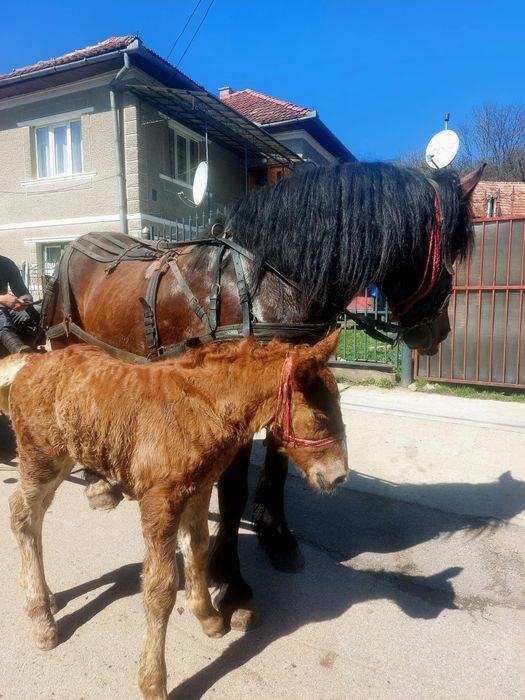 De vânzate Iapa de 5 ani, are O mânza de 10 zile.