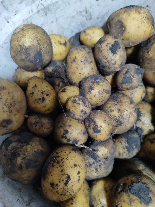 Продам кормовой картофель в мешках.