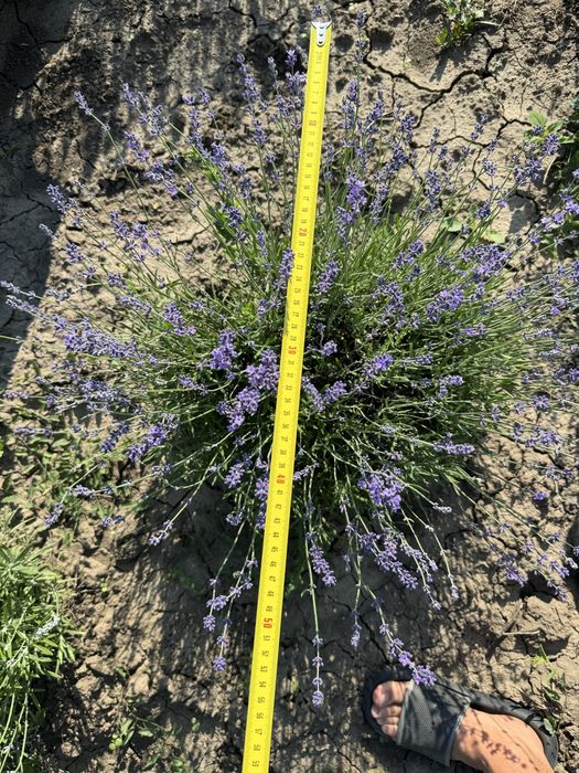 Lavanda tufe anul 3- producator atestat