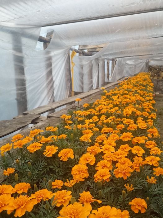 Питунья и тагетис