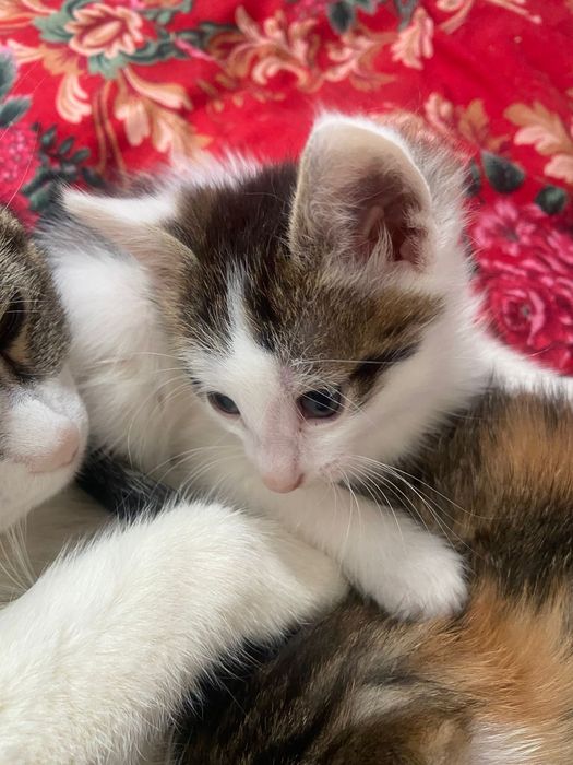 Котята в добрые руки !