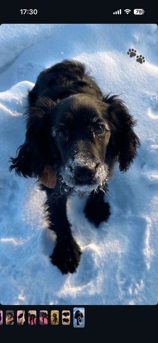 Щенок РОС 8 месяцев