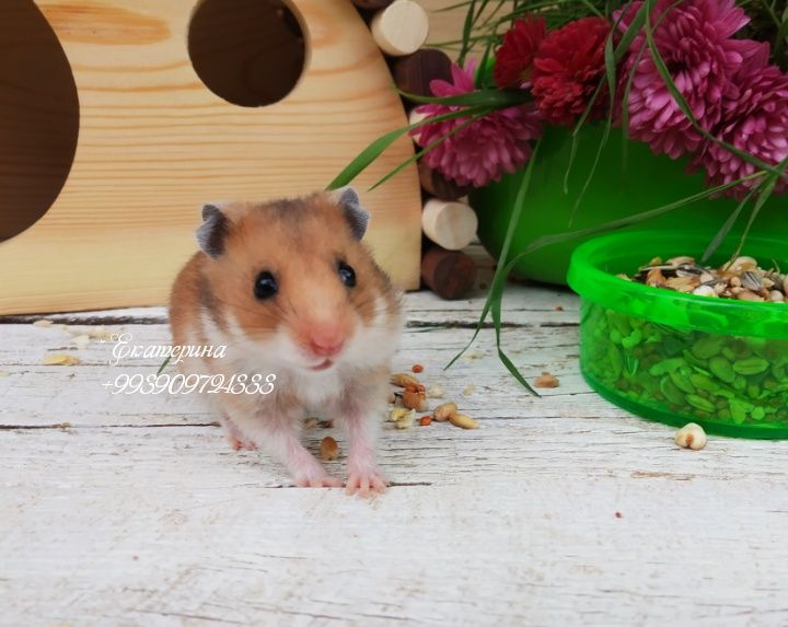 Сирийские хомячки