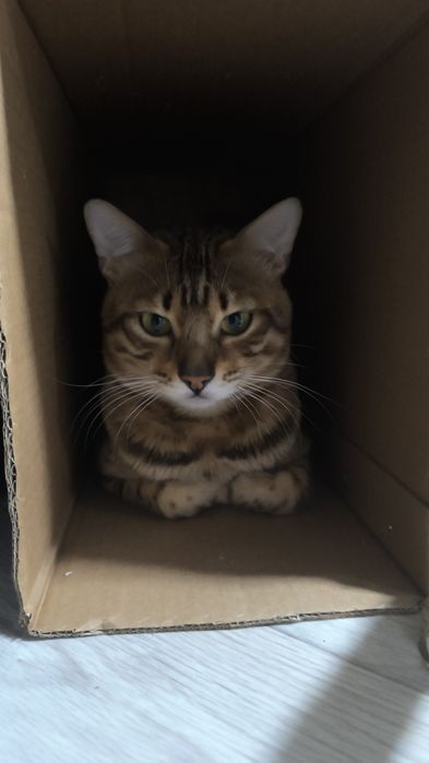 Пропал кот ... Бенгал ,мальчик.