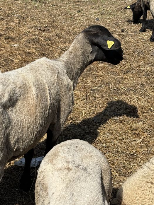 Vand oii suffolk cu mieluti!