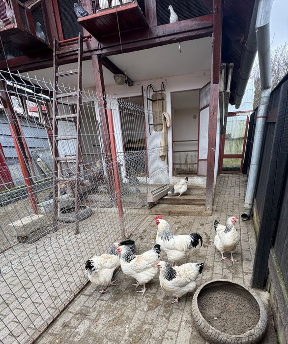 oua pentru incubat Sussex