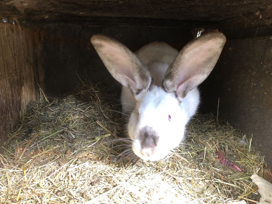 Iepuri californieni femele si masculi