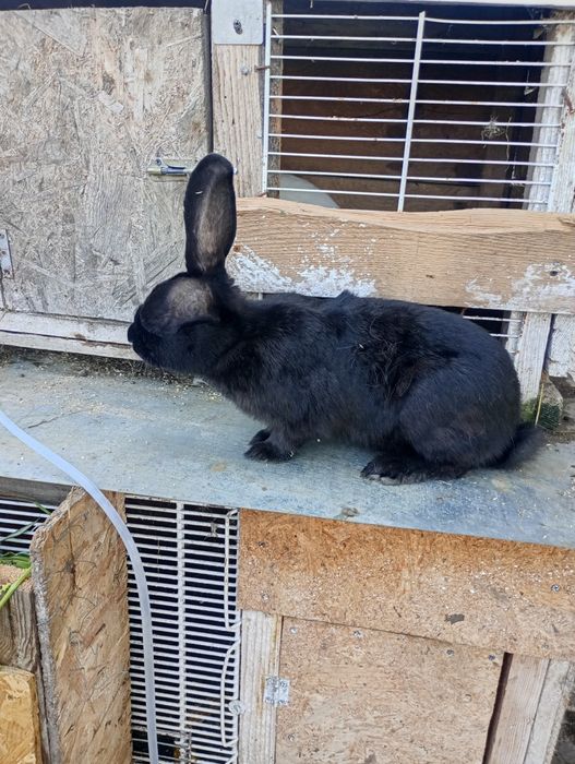 Vând doua iepuroaice in vârstă de 6 luni
