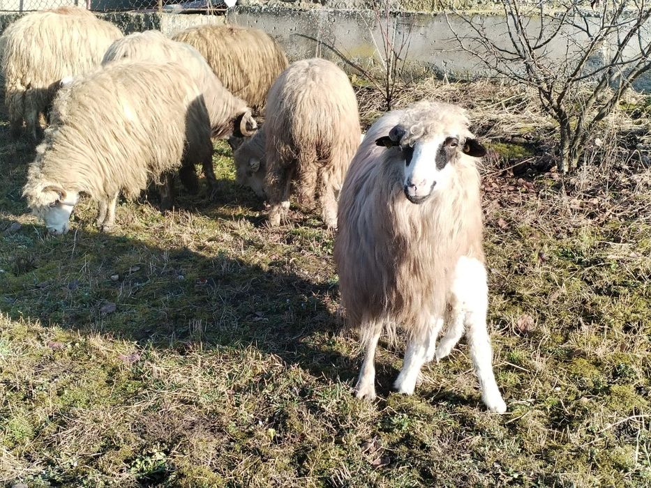 Vând 10 oi cu miei