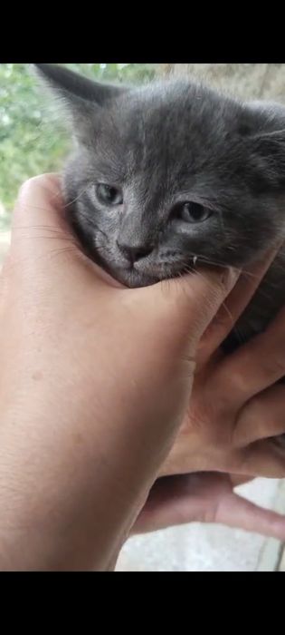Отдам котят в добрые руки