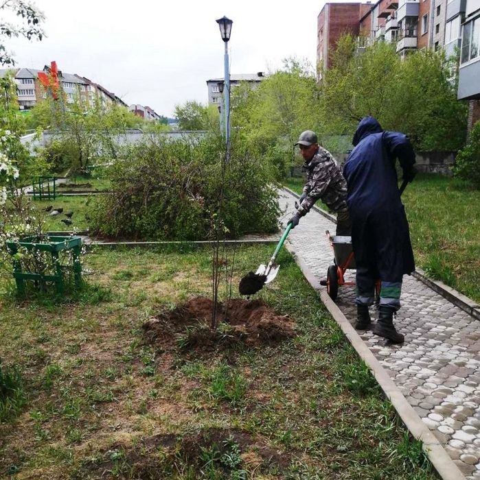 Садовник обработка борьба с тлей, других болезней. Богбон Дори сепиш.