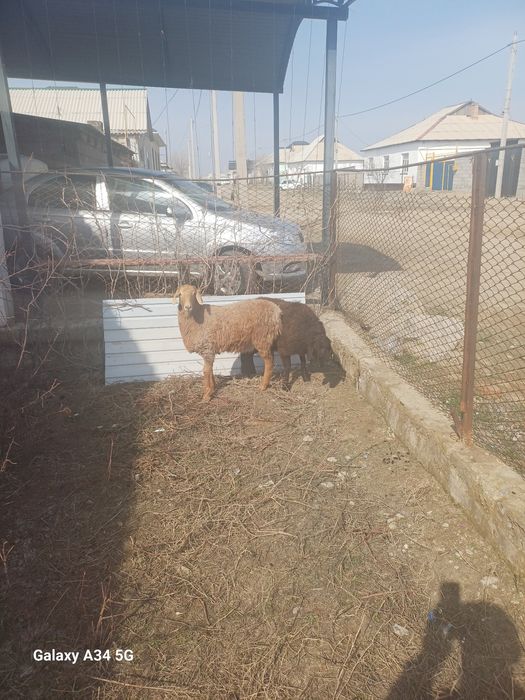 Тоқтылар семіз союға