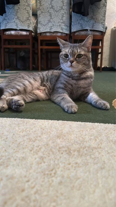 Продам котят мальчик и девочка .