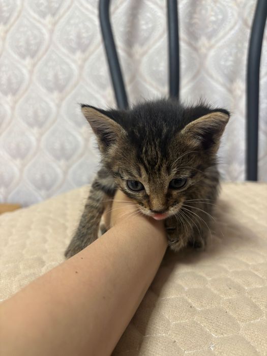 котики  , отдам в хорошие руки.