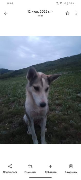 Лайки чистокровные
