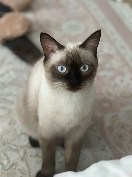 кошка в хорошие руки