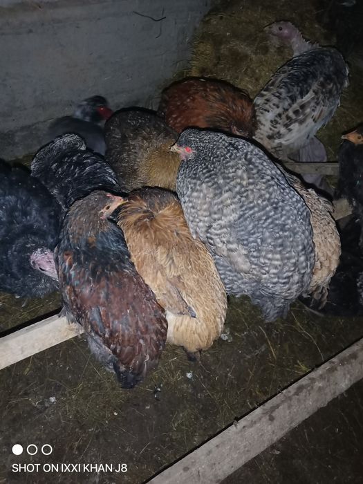 Продаётся молодой  петух