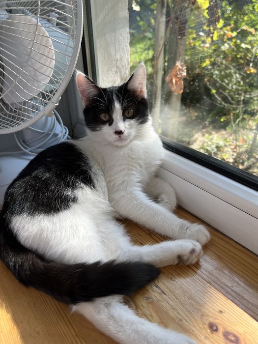 Кошека бесплатно