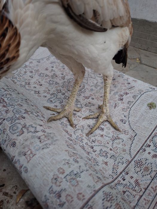 Дакан сатылады жақсы заттар срочна срочно