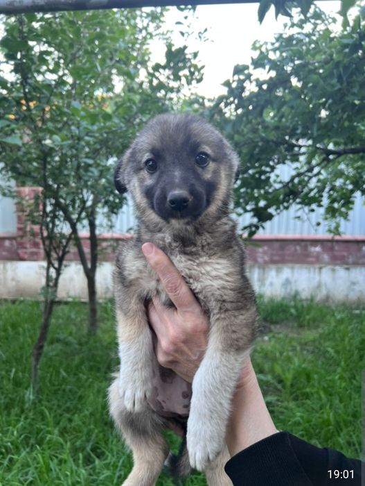Маленькие ангелочки