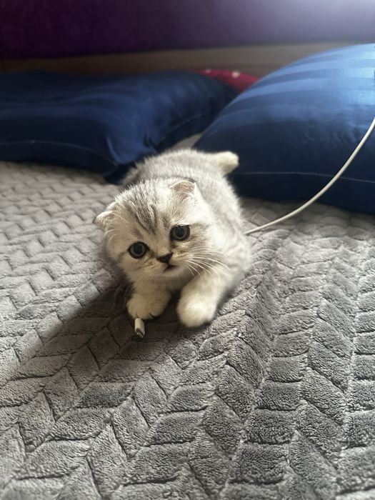 Продам шотладских котят