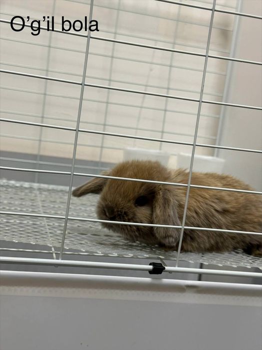 "Karlik Quyonchalari: Mehr, Go'zallik va Sadoqat!"

Siz oila a'zola