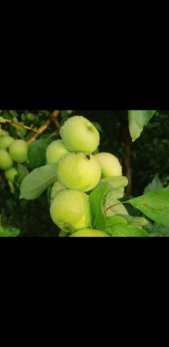 Саженцы яблони (ассортимент).