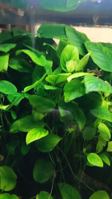 Анубиас для аквариума