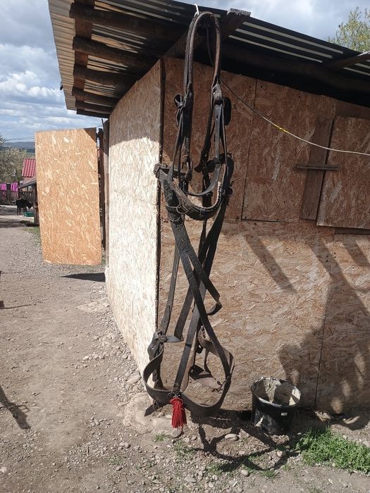 Cal de vânzare de 8 ani