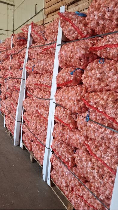 Sămânță de Usturoi pentru plantare R1– calitatea întâi”.