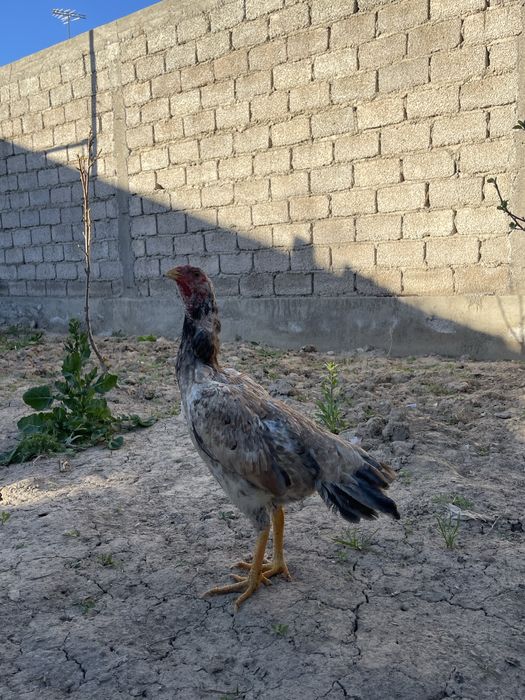 Dakan Xoroz tovuq ganoy  дакан srochno