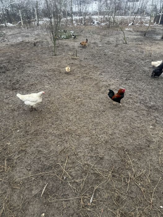 Vand oua incubat gainuse pitice