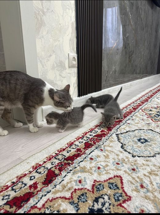 Отдам котят бесплатно