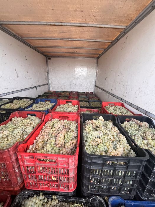 Struguri de vin