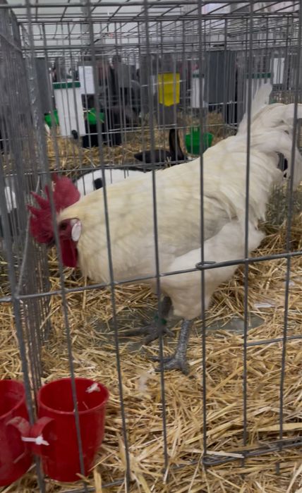 Oua incubat gaini La Bresse