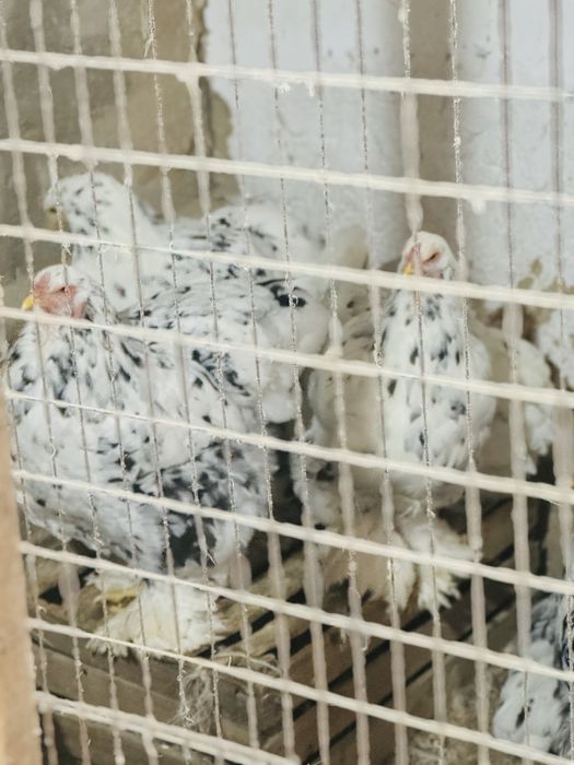 Брама цыплята балапан