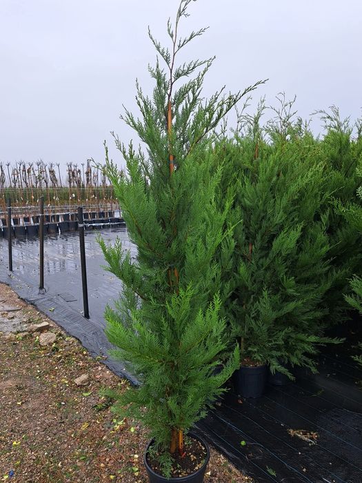 Vând tuia,palmieri, trandafiri, gazon,măslin