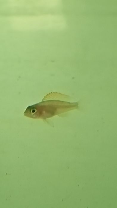 Мальки неолампрологус крапчатохвостый