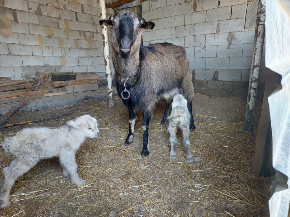 Дойная Коза с козлятами