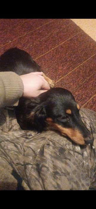 Продам таксу длинношерстную