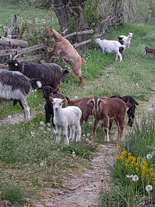 Capre tinere cu iezi!