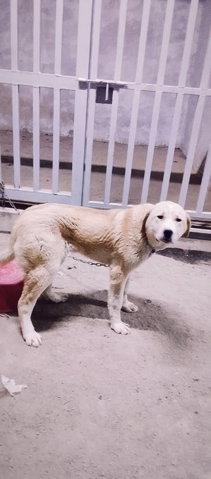 Ұрғашы жасқа толмаған